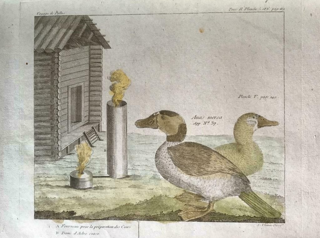 1835 Gravure, eenden / Vogels / Voyage de Pallas - P0404, Ophalen of Verzenden, Ets, 1800 - 1899