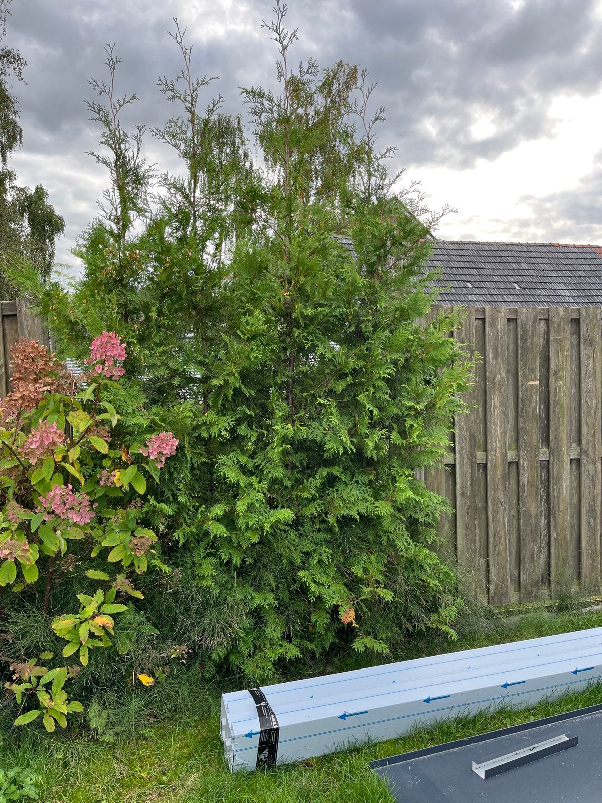 7 Coniferen van 2,75 meter hoog, Tuin en Terras, Volle zon, Vaste plant, Bloeit niet, Ophalen