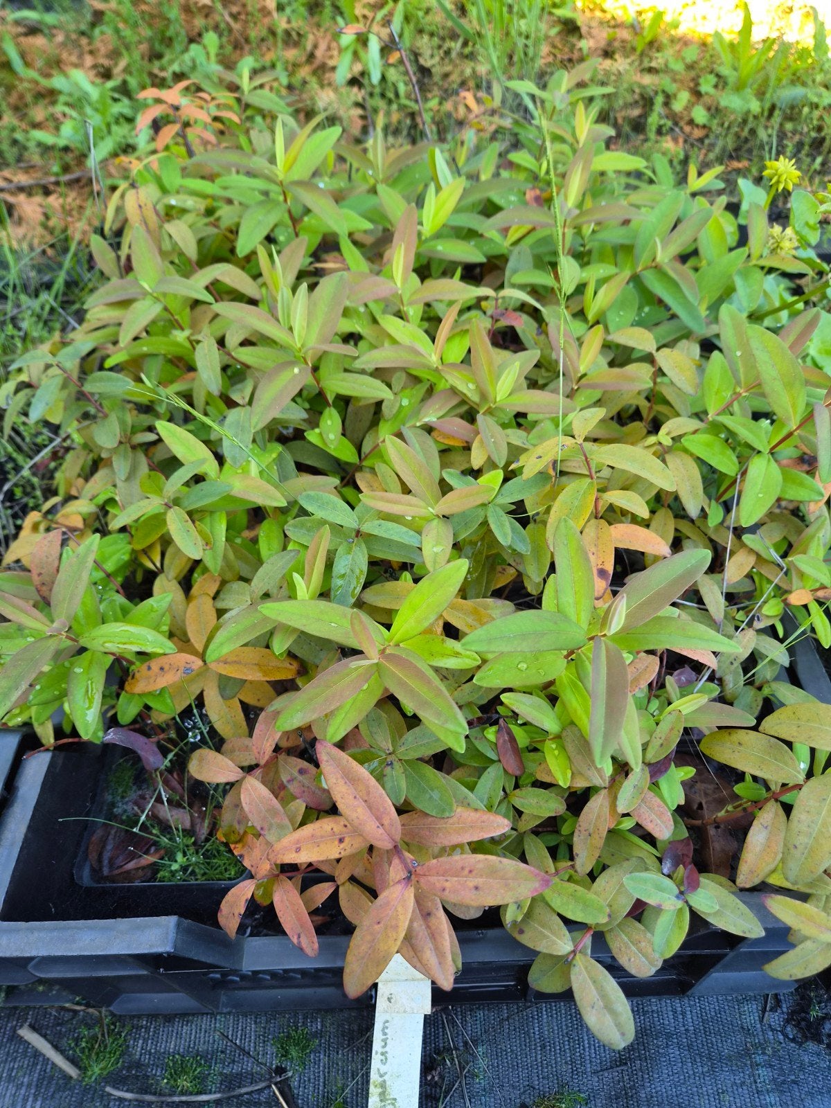Hypericum calycinum P9 - Bodembedekkende Hertshooi, Bodembedekkers, Vaste plant, Ophalen of Verzenden, Halfschaduw