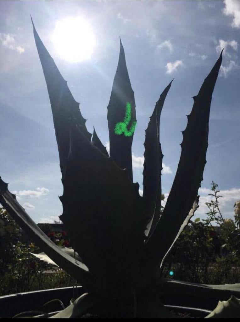 Grote Bio Nederlandse blauw Agave zonplanten winterhard, Overige soorten, Volle zon, Vaste plant, Ophalen of Verzenden