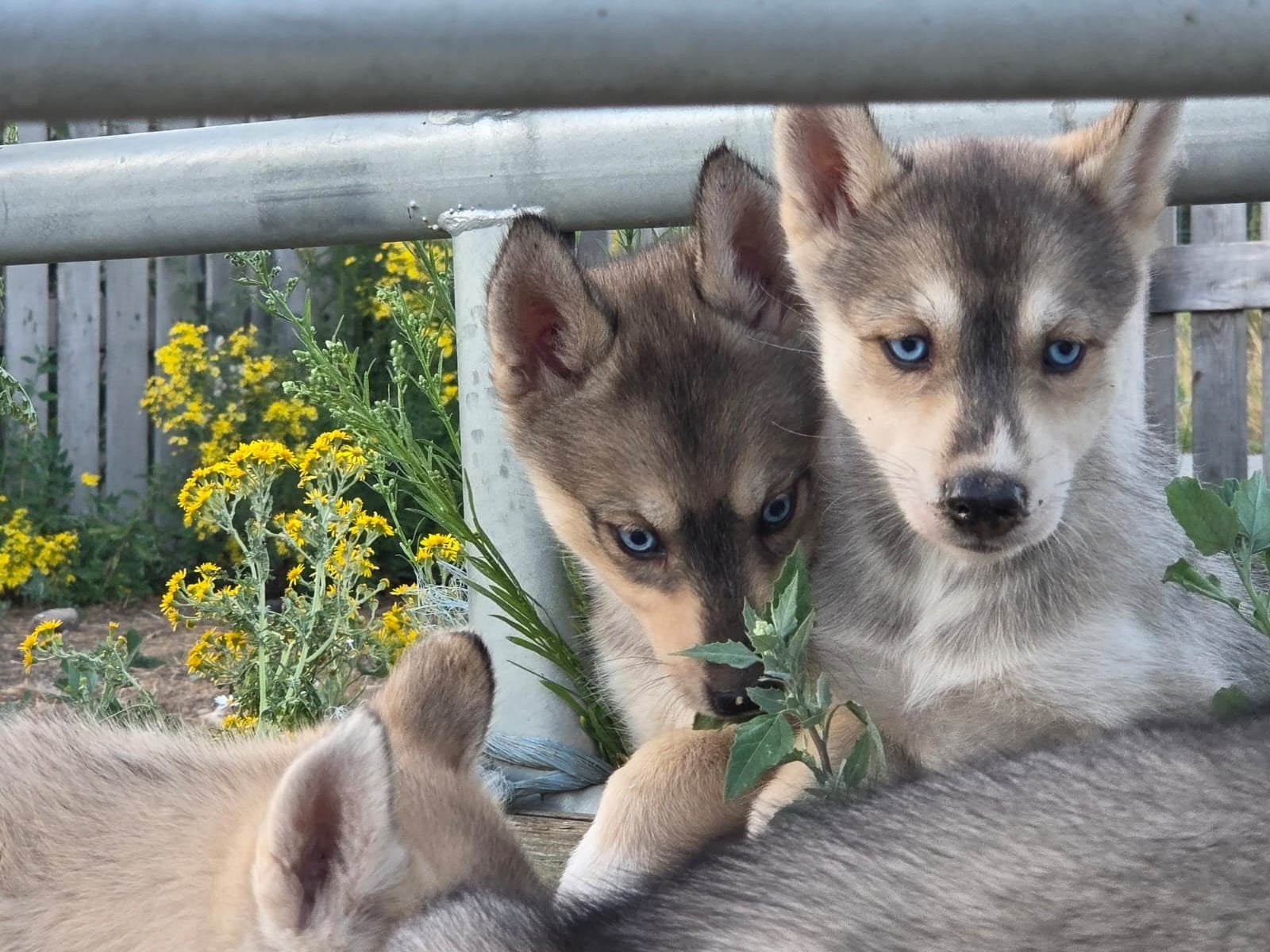 Super lieve Husky puppy's, Dieren en Toebehoren, Honden | Poolhonden, Keeshonden en Oertypen, België, Fokker | Hobbymatig, 8 tot 15 weken