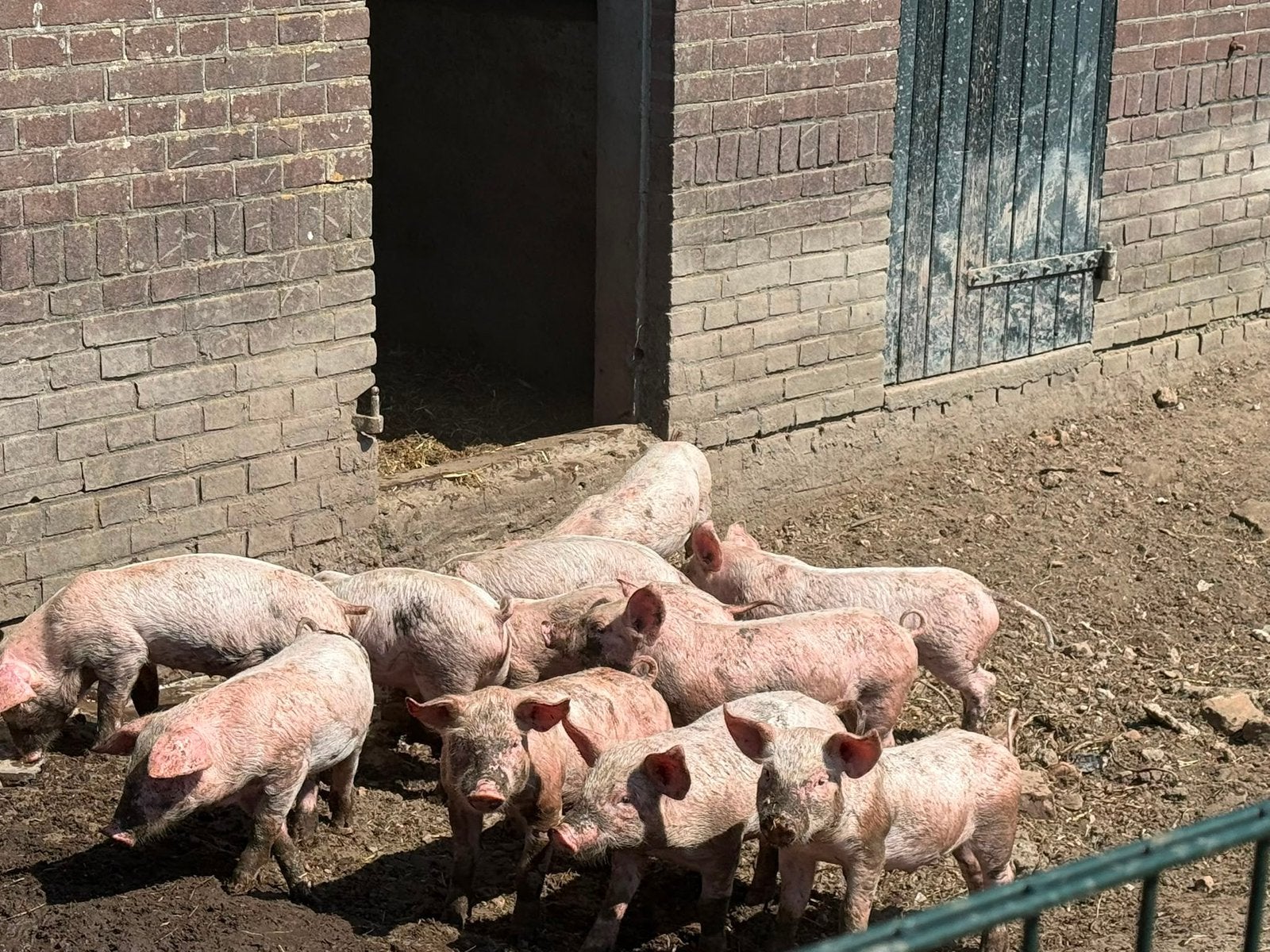 Prachtige Yorkshire biggen te koop!, Dieren en Toebehoren, Meerdere dieren, Varken, 0 tot 2 jaar