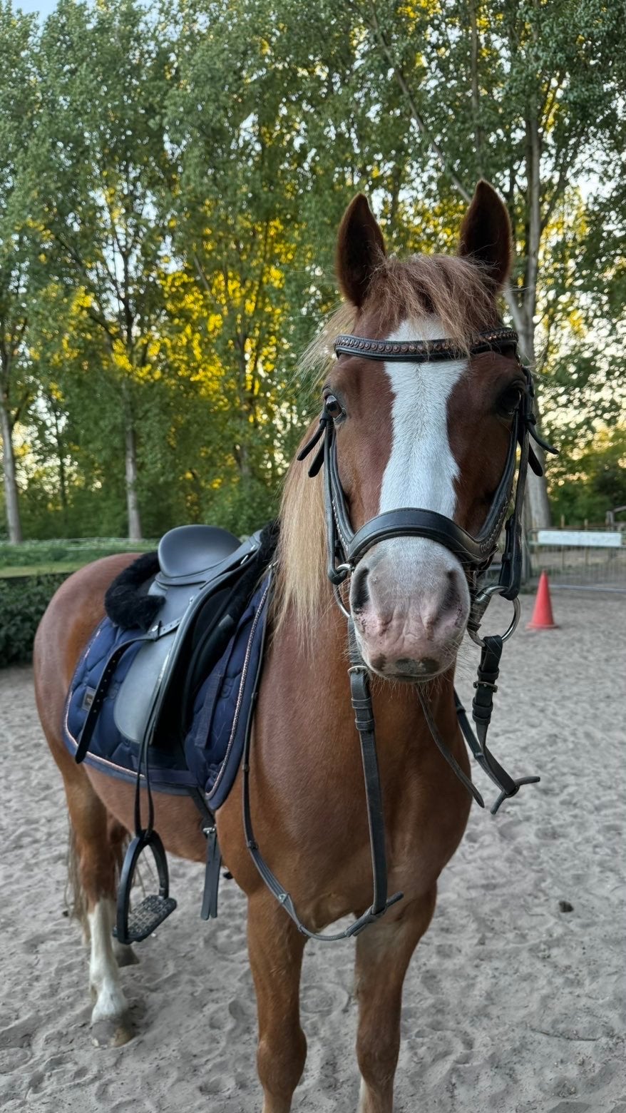Gezocht Leaser voor grote B pony, Diensten en Vakmensen, Dieren | Paarden | Verzorging, Oppas en Les, Verzorging of Verzorgpony's