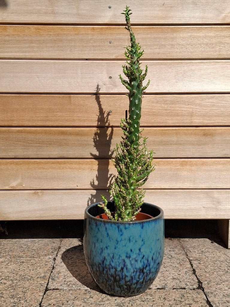 Grote cactus in pot, Ophalen, Minder dan 100 cm, Volle zon, In pot