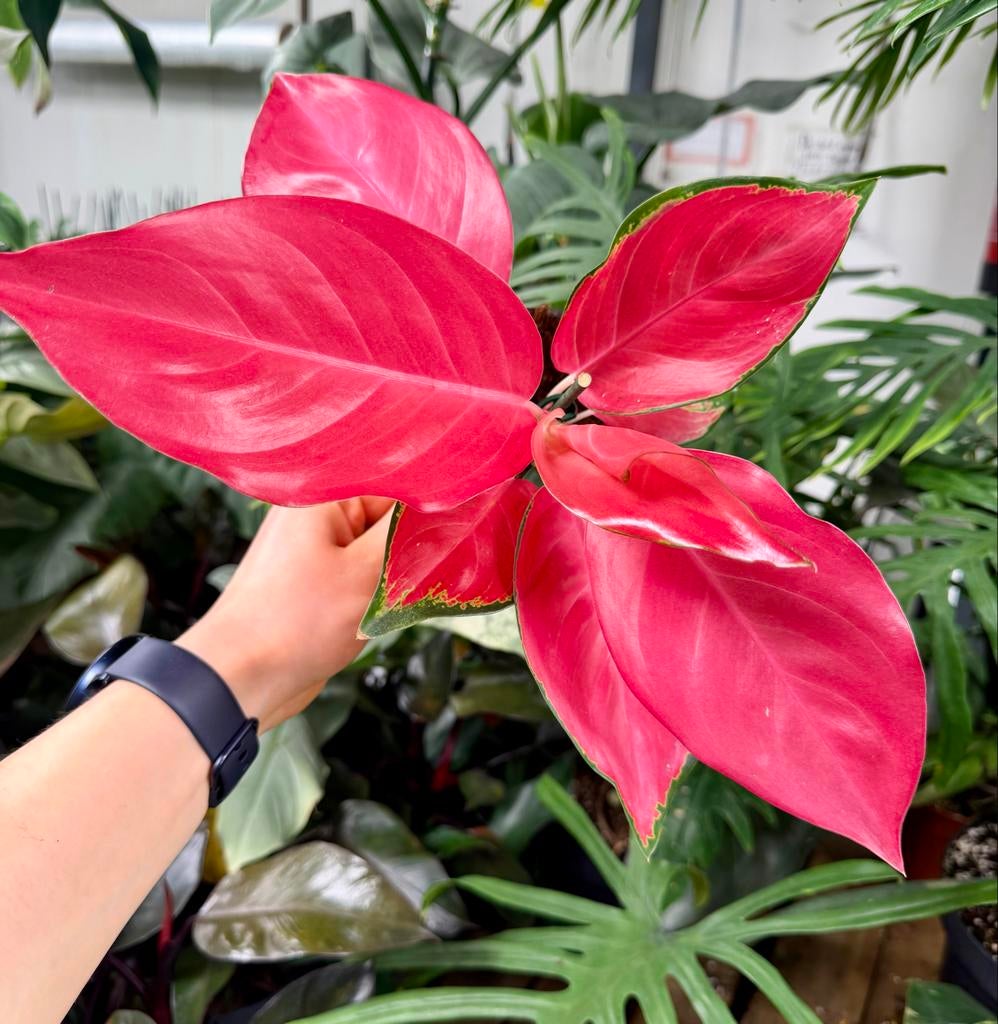 Aglaonema China Red  p12, Overige soorten, In pot, Minder dan 100 cm, Groene kamerplant
