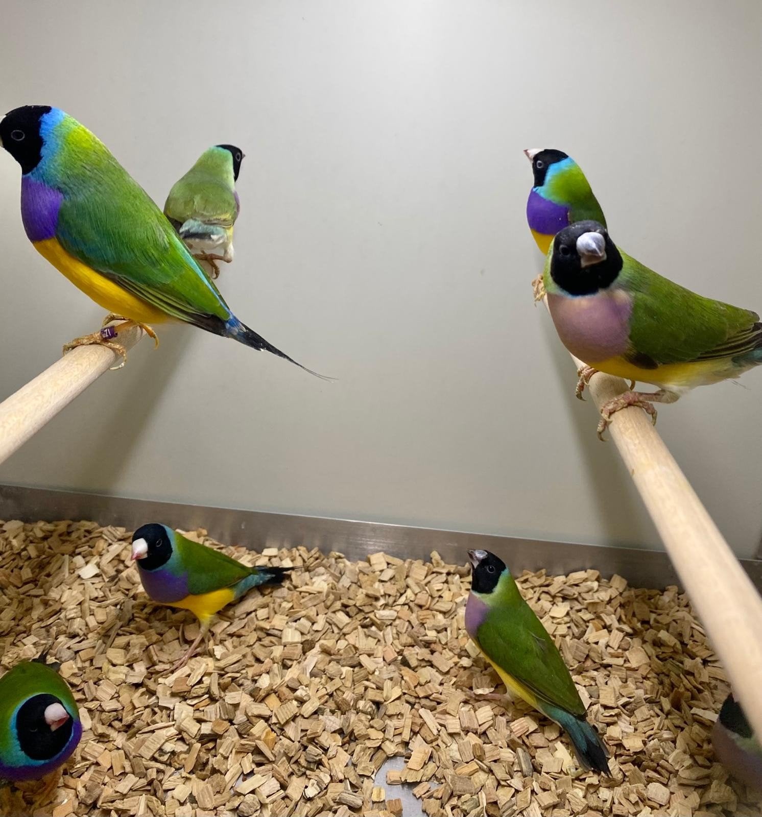 Gouldamadines wildkleur witborst en geel, Meerdere dieren