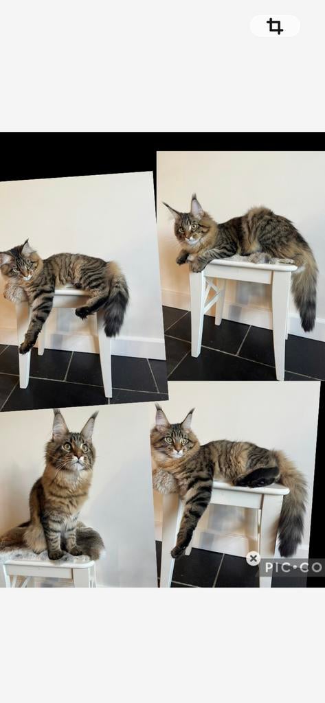 Maine coon kitten met stamboom, Dieren en Toebehoren, Katten en Kittens | Raskatten | Langhaar, Poes, Met stamboom, 0 tot 2 jaar