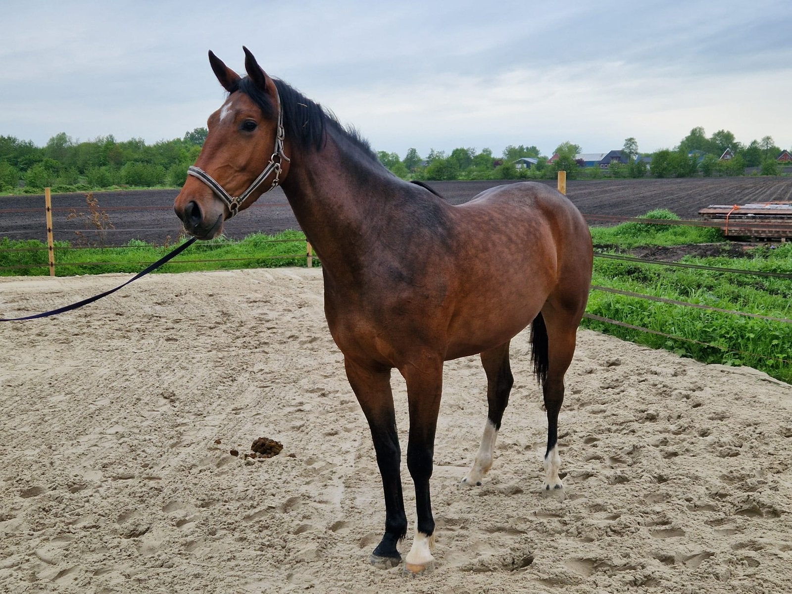 3 jarige action breaker, Merrie, Springpaard, Met stamboom, 3 tot 6 jaar