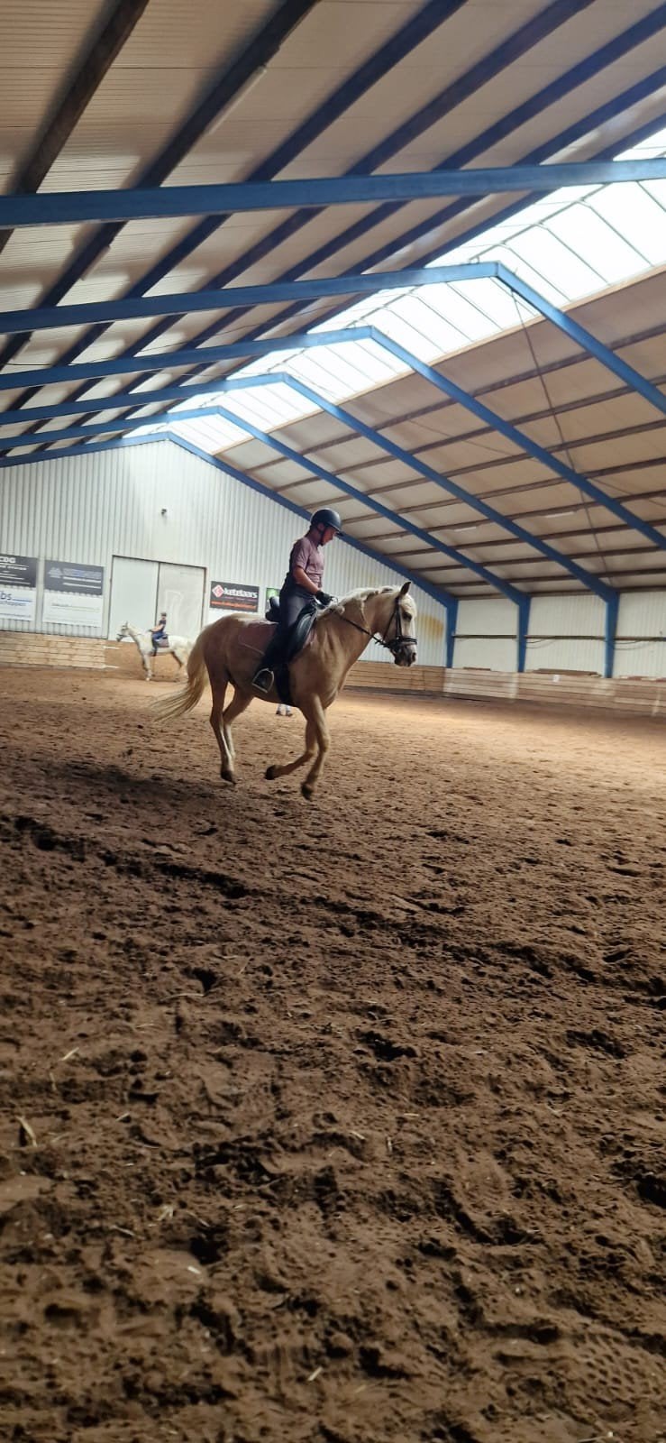 Verzorg pony/paard gezocht, Dieren en Toebehoren, Paarden en Pony's | Verzorgingsproducten, Ophalen of Verzenden, Nieuw
