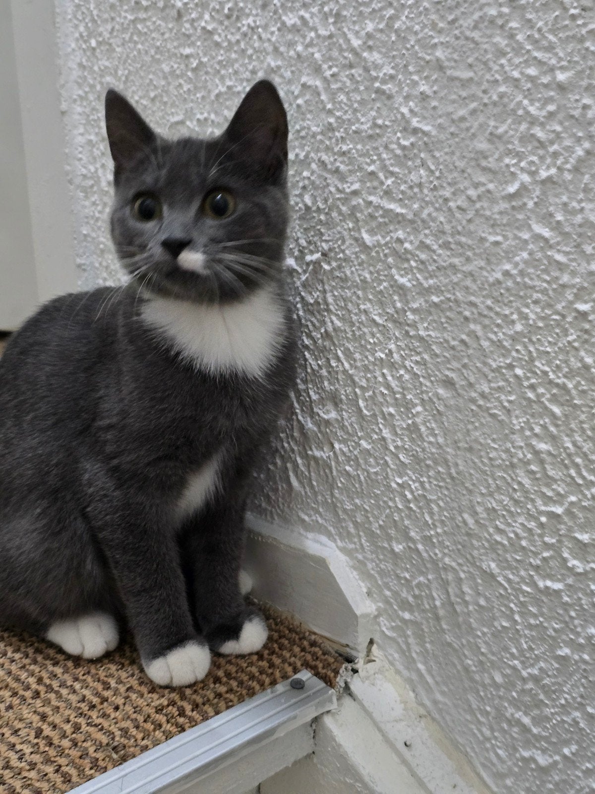 4 maand kitten brits x Europees korthaar, Poes, 0 tot 2 jaar