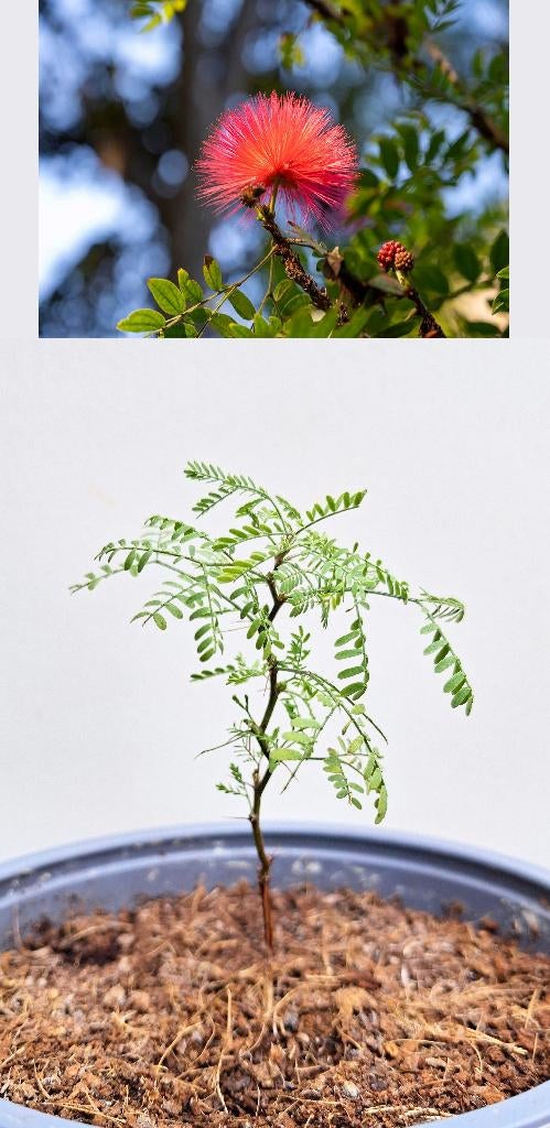 3 Calliandra Californica- Rode Poederdons (oranje), Huis en Inrichting, Kamerplanten, Overige soorten, Ophalen of Verzenden, In pot