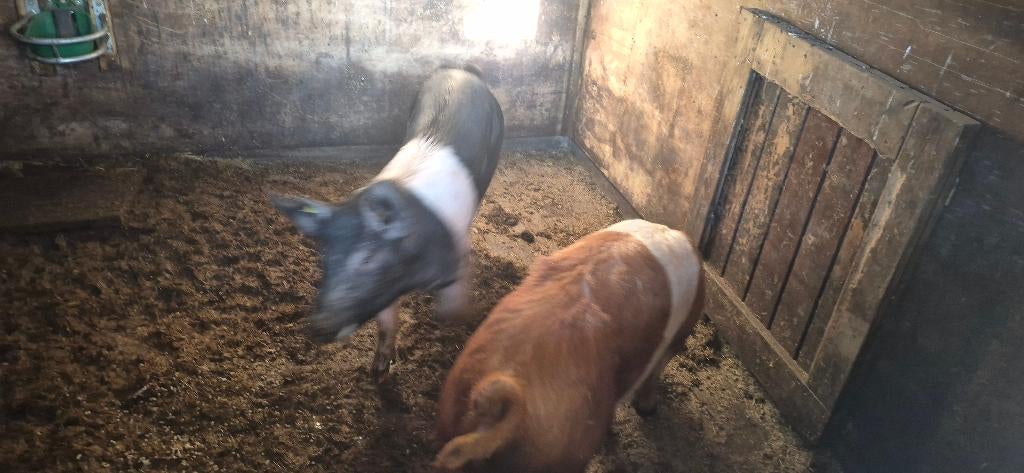Husemer zeugen, Dieren en Toebehoren, Vrouwelijk, Varken, 0 tot 2 jaar