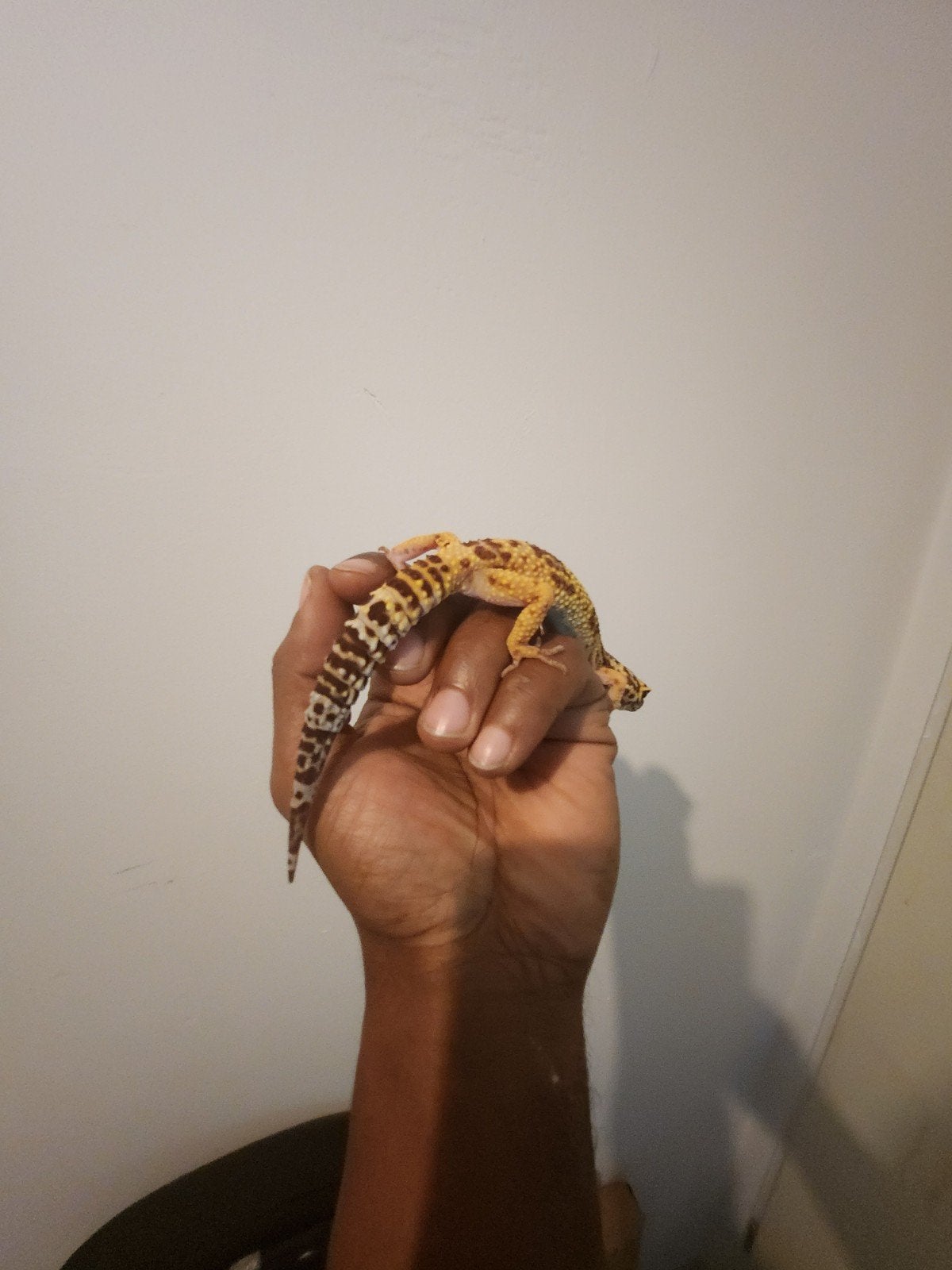 luipaard Gekko Leopard Gecko photo 3