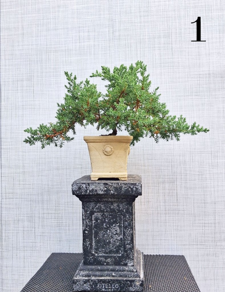 2 Bonsai Juniperus Squamata-Jeneverbes Breed Cascade, In pot, Bloeit niet, Halfschaduw, Minder dan 100 cm