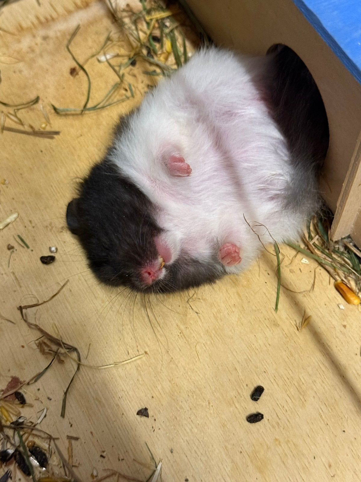 Lieve tamme goudhamsters, Dieren en Toebehoren, Mei, Hamster, Tam