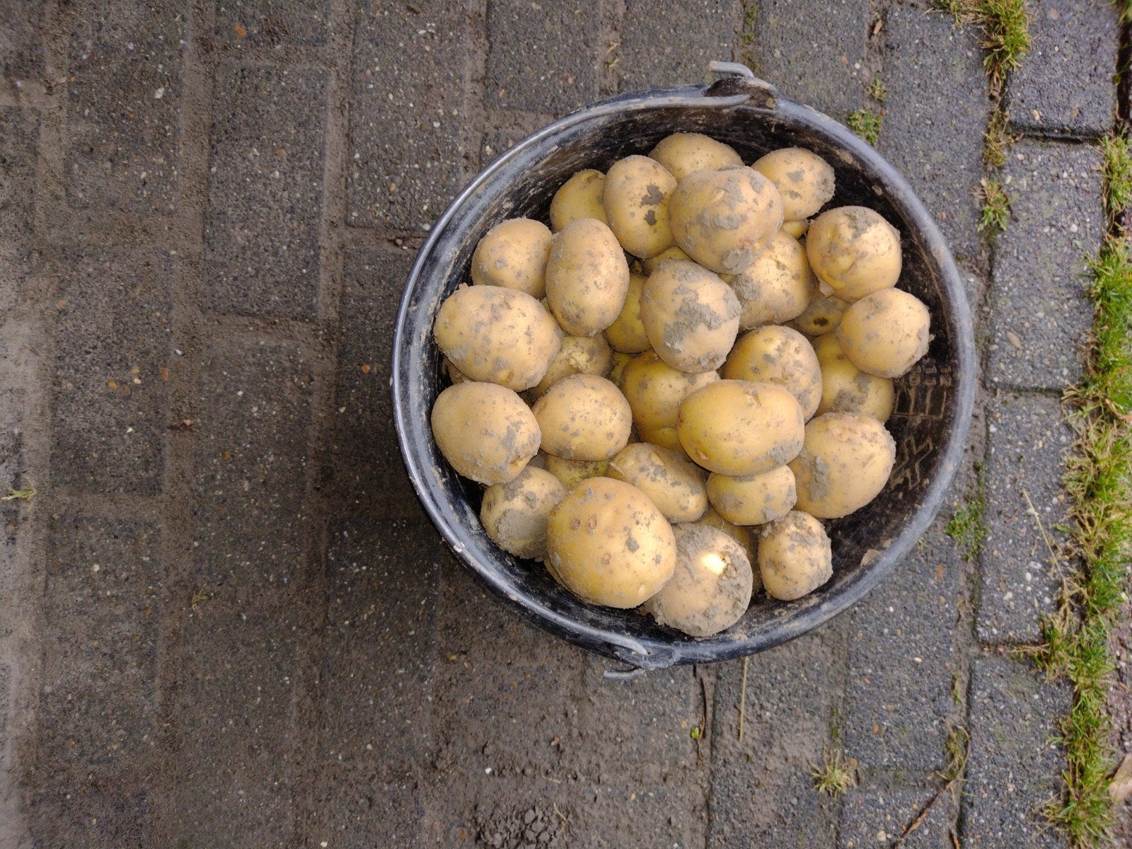 Dore aardappelen, Ophalen