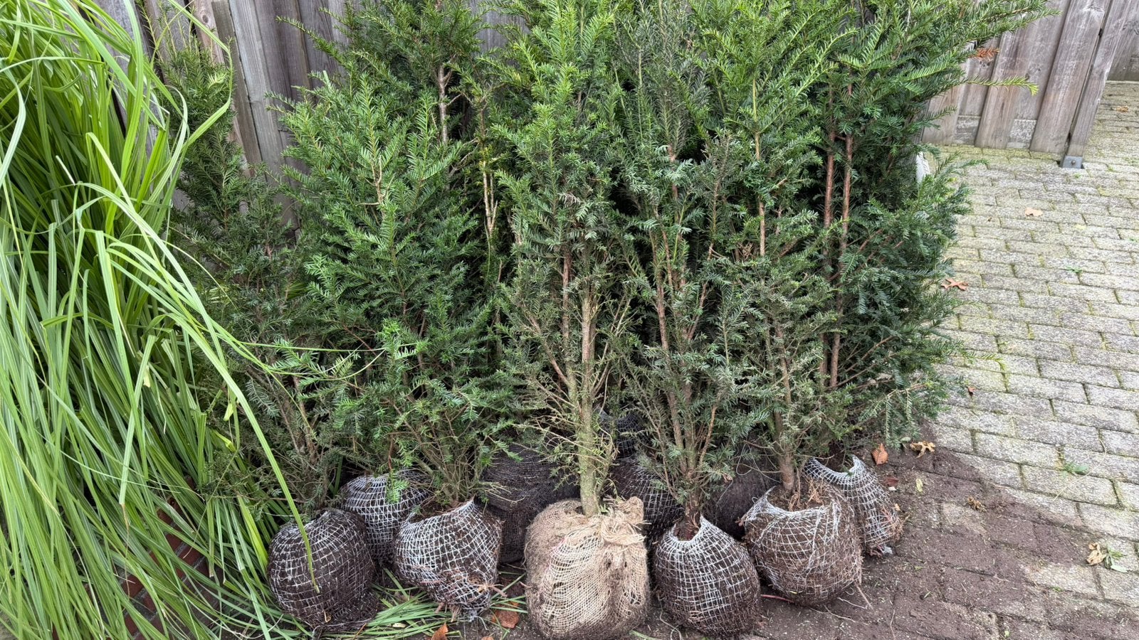Taxus Baccata, Ophalen, Taxus, Minder dan 100 cm