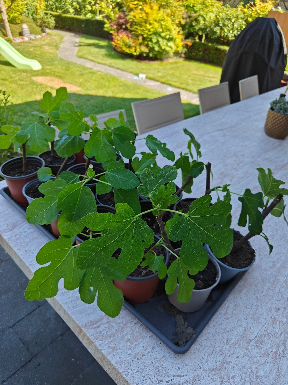 Vijgenboompjes vijgen planten, Volle zon, Vaste plant, Ophalen of Verzenden, Bloeit niet