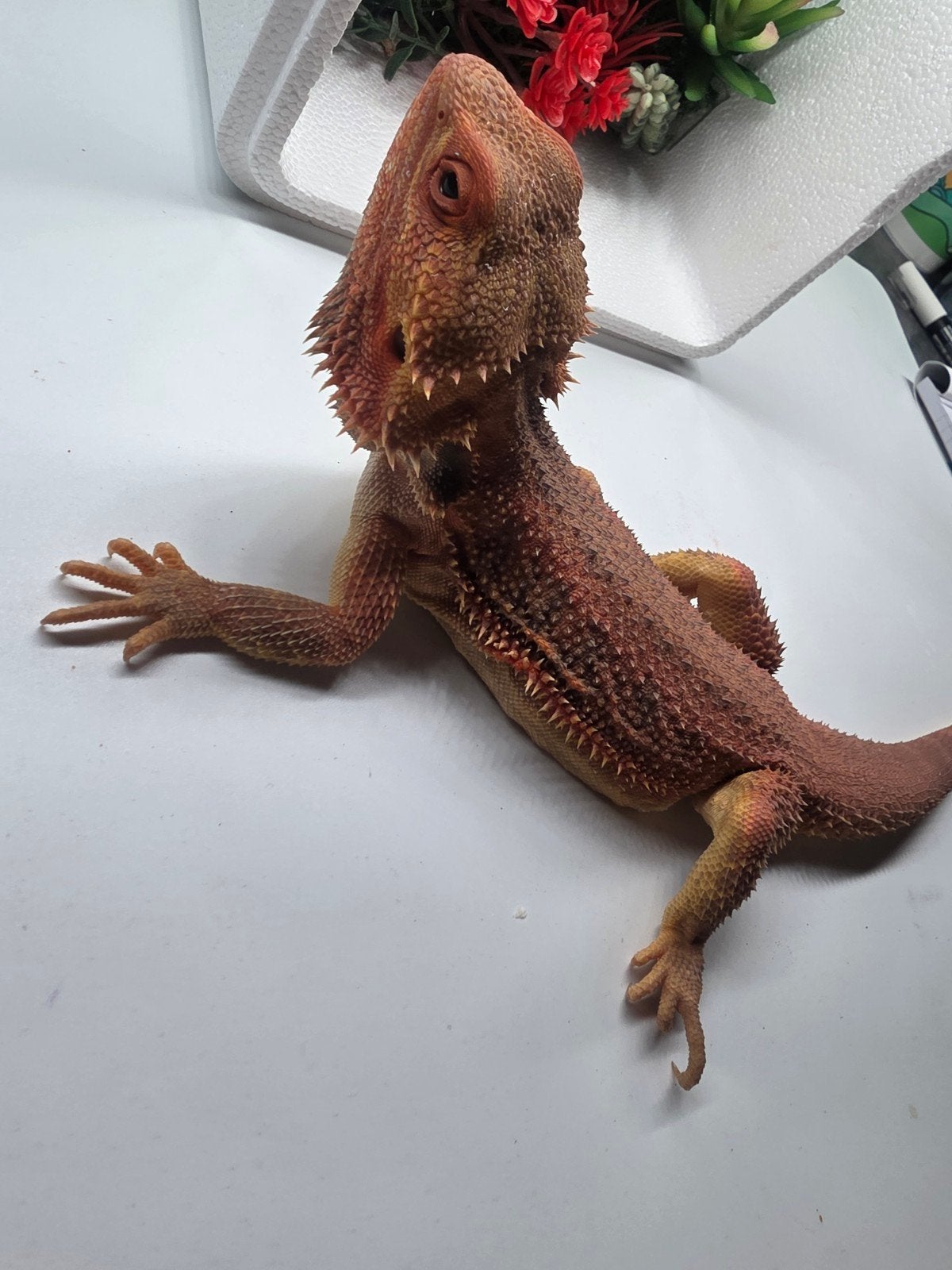 Baardagaam Hypo, trans, man, 1 jaar, eigen kweek Bearded Dragon - male for sale from Vincent