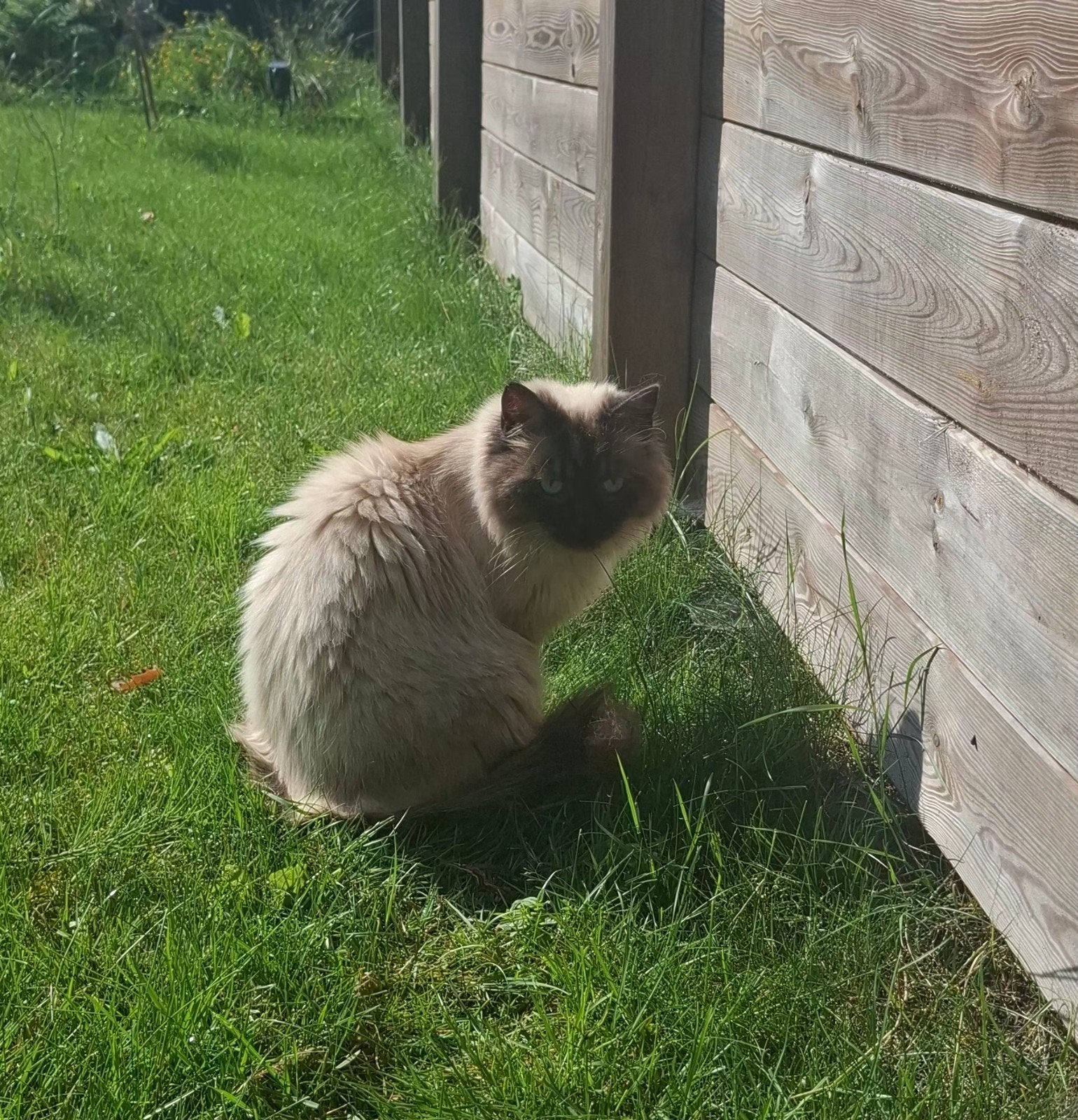 Lieve stoere ragdoll, Kater