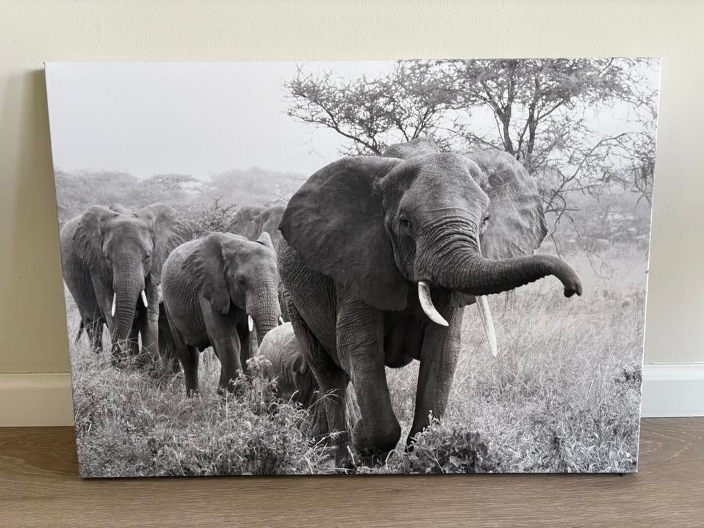 Foto olifanten op canvas, Ophalen, Zo goed als nieuw, 50 tot 75 cm, Schilderij