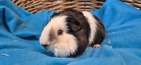 Gecastreerde beer BANJER uit de opvang zoeken een tehuis!, Dieren en Toebehoren, Knaagdieren, Maart, Meerdere dieren, Cavia