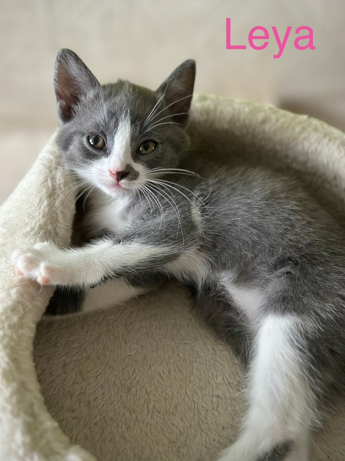 Maine Coon Ragdoll mix poesje kitten kattin kat jong poesje, Dieren en Toebehoren, Katten en Kittens | Raskatten | Langhaar, Poes