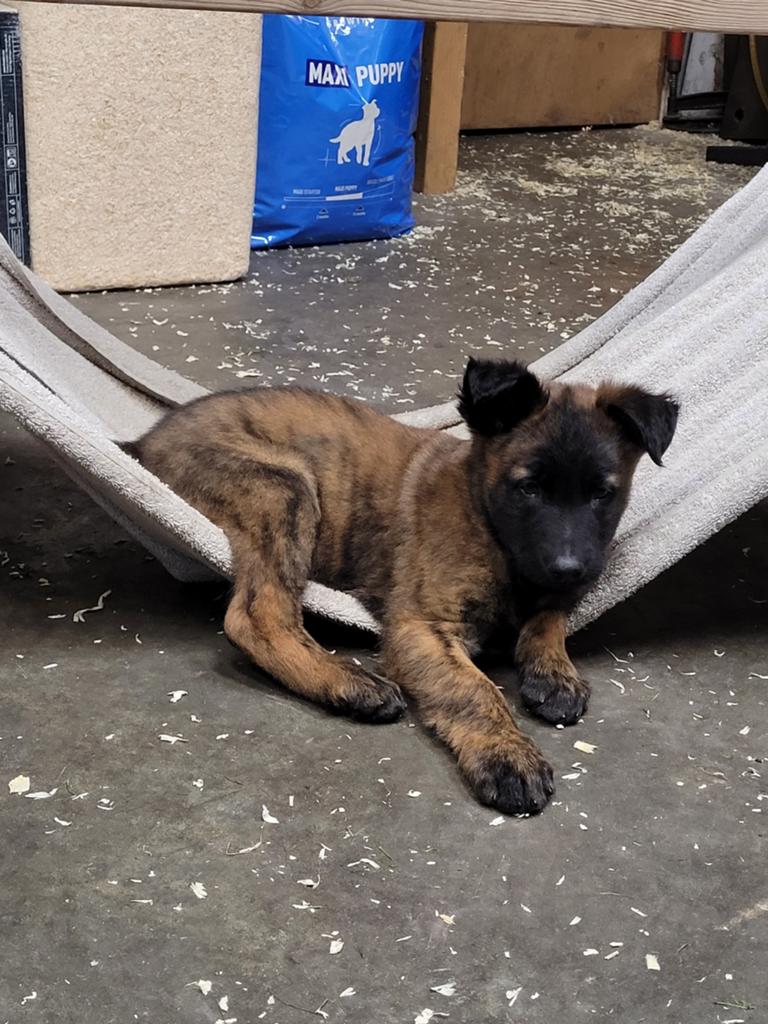 Nog 1 pup reu beschikbaar, met garantie 😊, Dieren en Toebehoren, 8 tot 15 weken, Parvo, Meerdere, Meerdere dieren