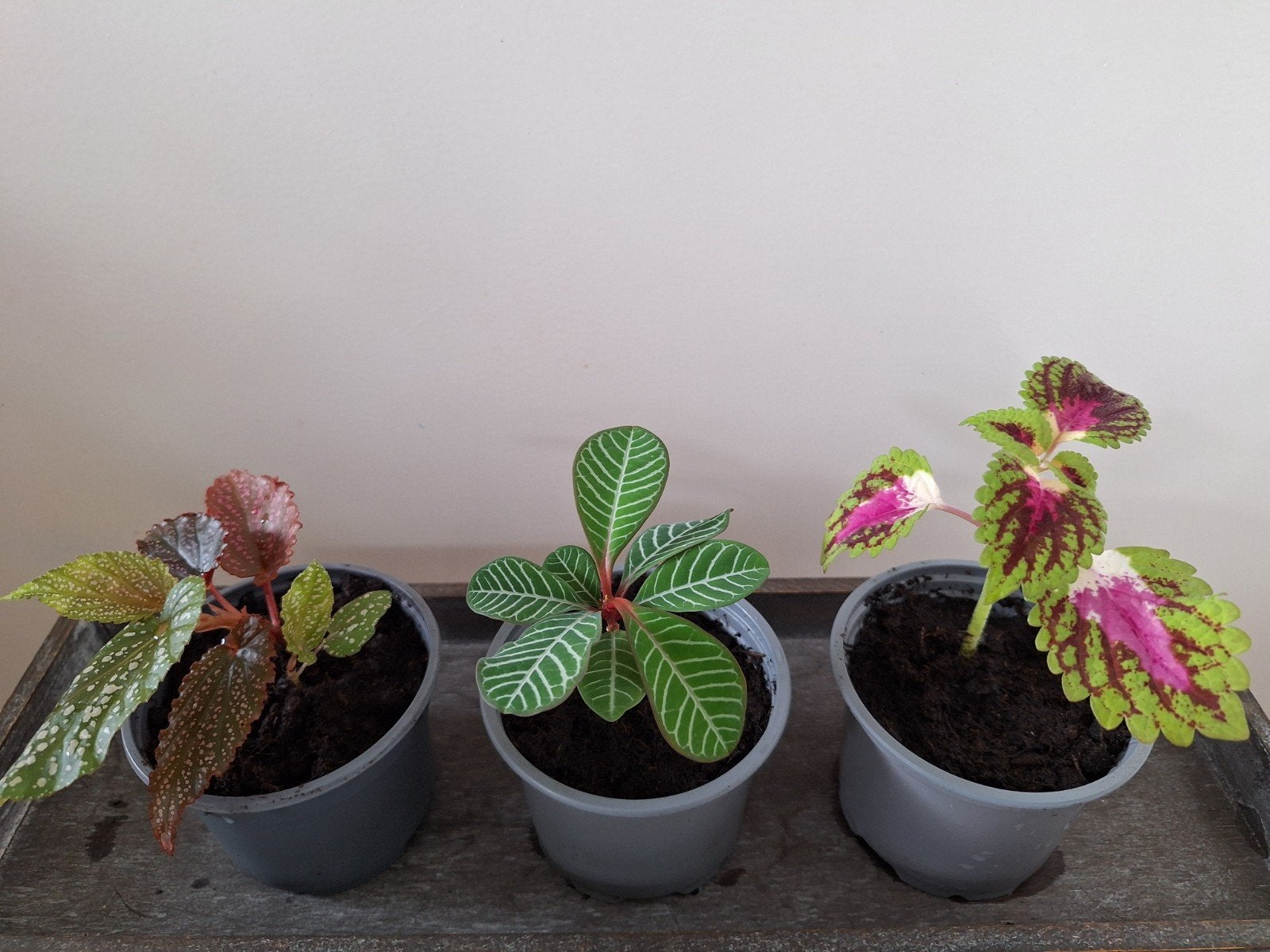 5 stekjes en 2 sierpotten, Ophalen