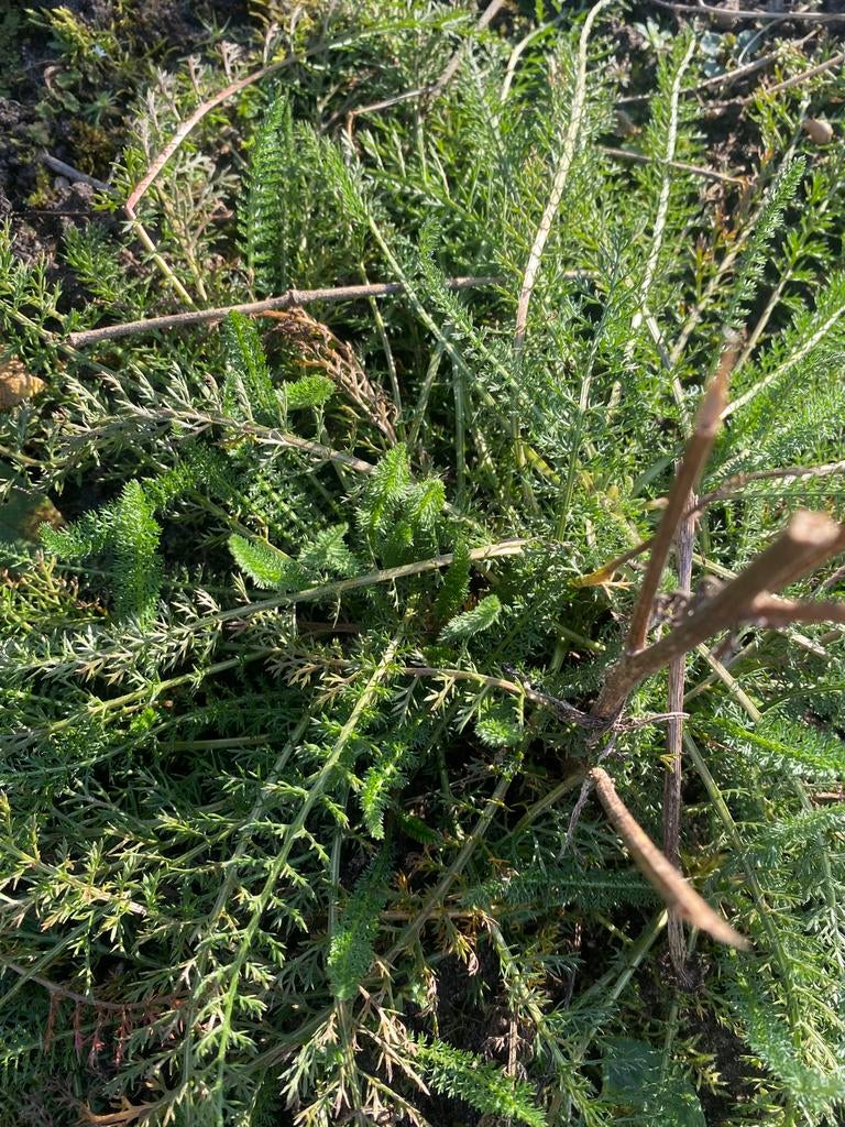 Duizendblad, biologisch geteeld uit volle grond, Volle zon, Vaste plant, Zomer, Ophalen