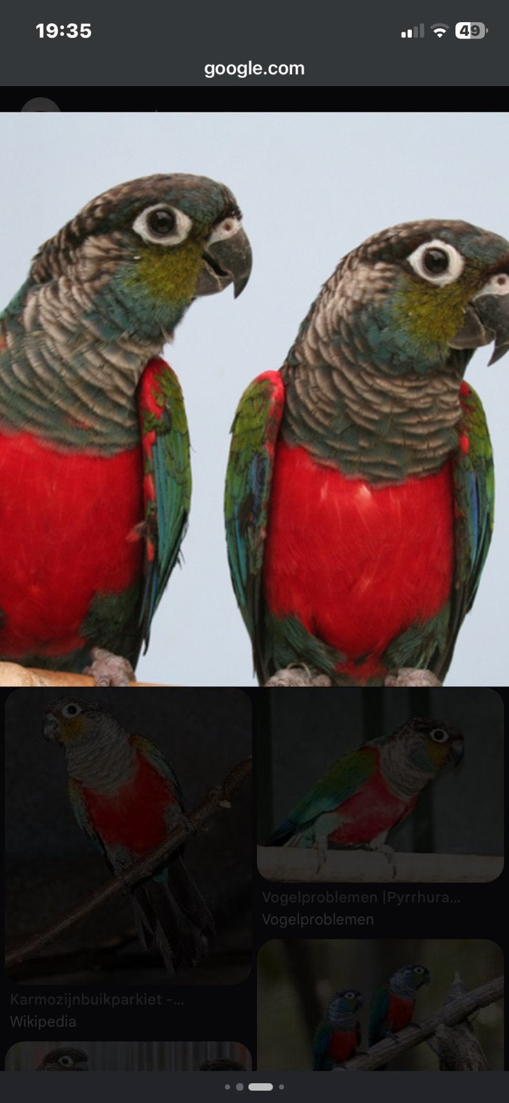 Pyrrhura perlata poppen 2026., Dieren en Toebehoren, Vogels | Parkieten en Papegaaien, Vrouwelijk, Parkiet, Geringd