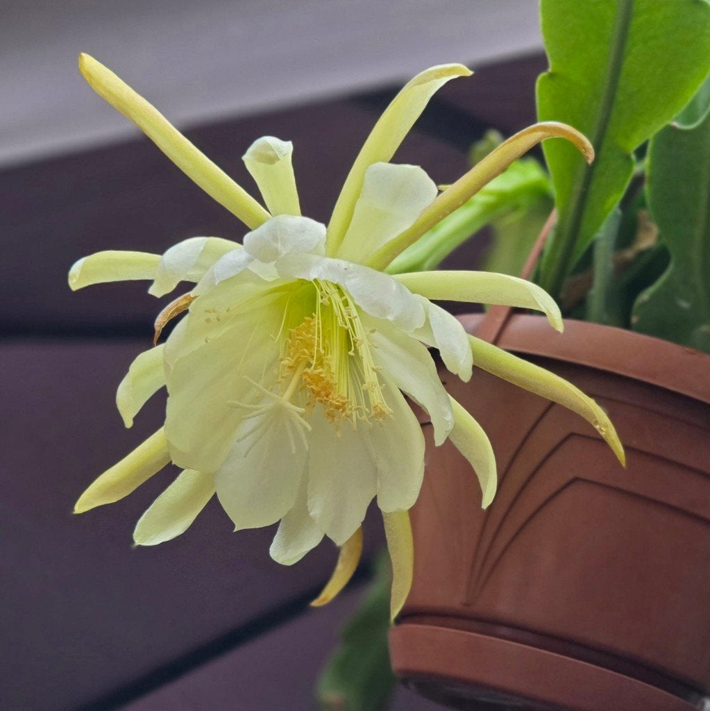 epiphyllum cactus jollies metz gewortelde stekken, Minder dan 100 cm, Bloeiende kamerplant, Halfschaduw, Ophalen of Verzenden