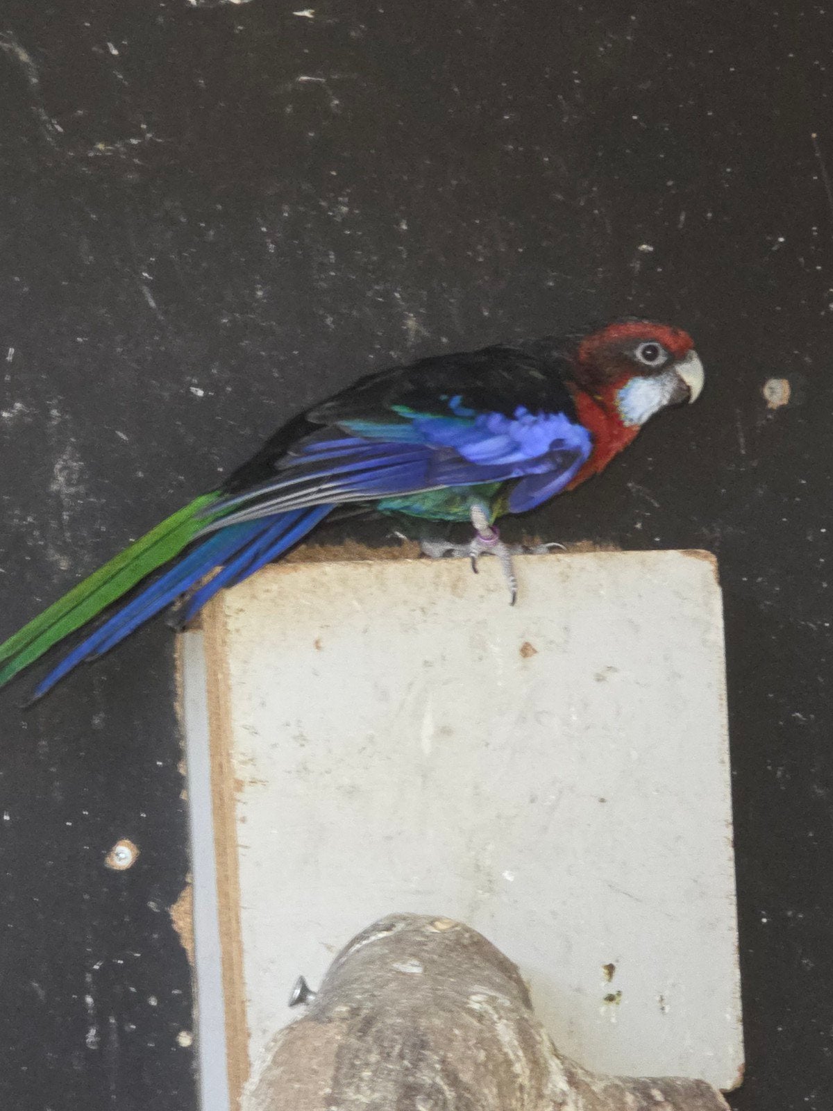 Rosellas, Dieren en Toebehoren, Vogels | Parkieten en Papegaaien, Mannelijk, Parkiet