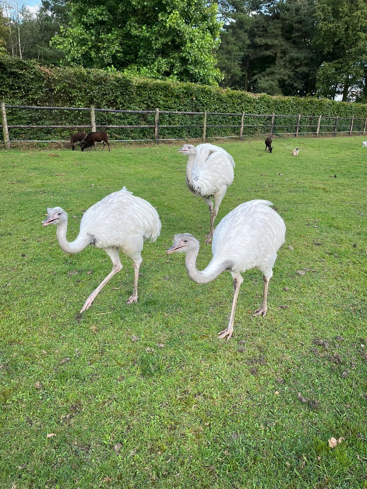 Nandoe kuikens, Dieren en Toebehoren, Pluimvee, Geslacht onbekend, Kip