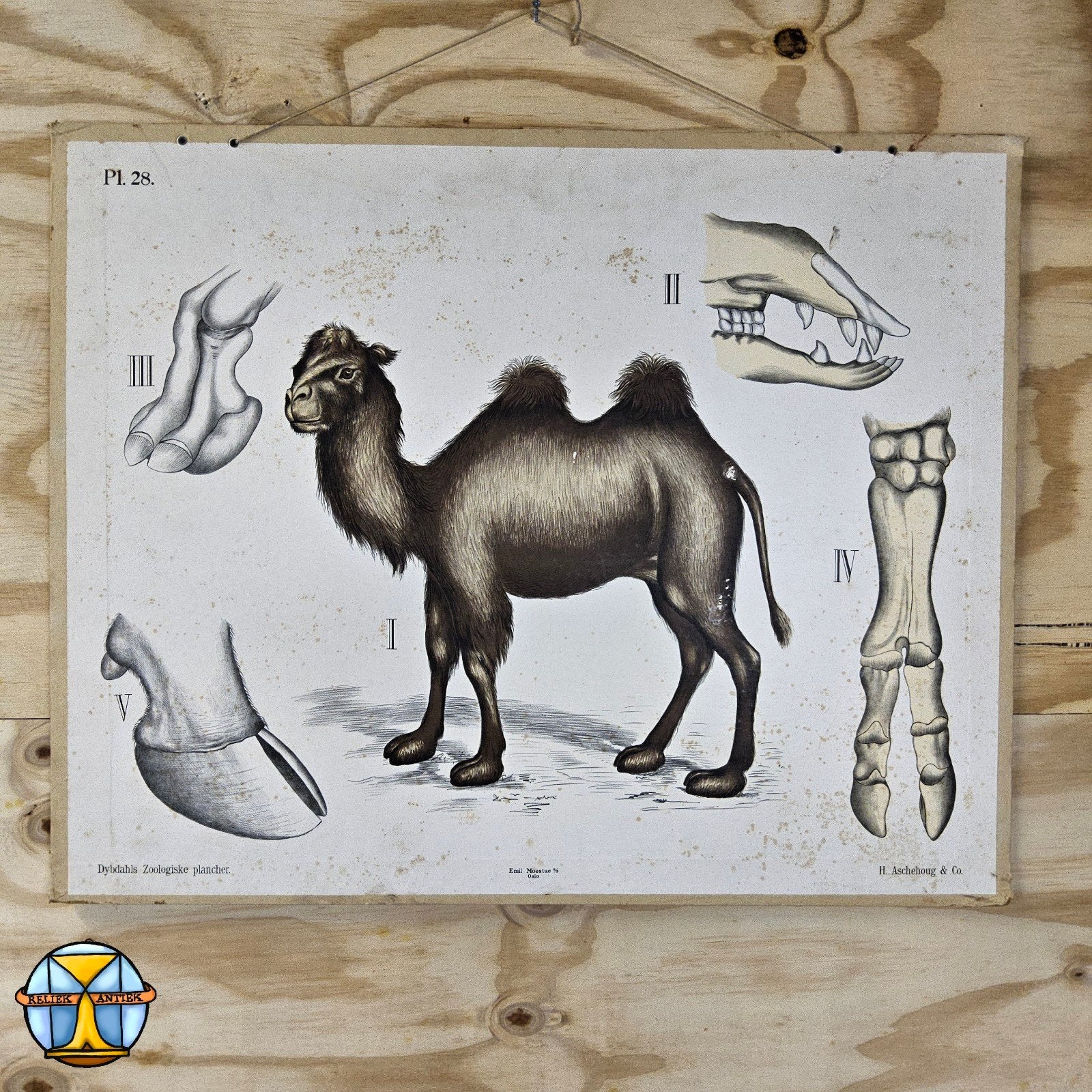 Vintage schoolplaat kameel Emil Moestue a/s Oslo (P1 28), Ophalen of Verzenden, Natuur en Biologie