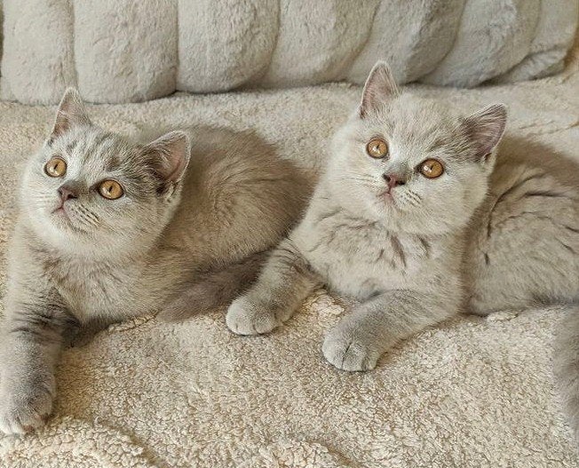 Britse korthaar kittens per direct beschikbaar, Meerdere dieren