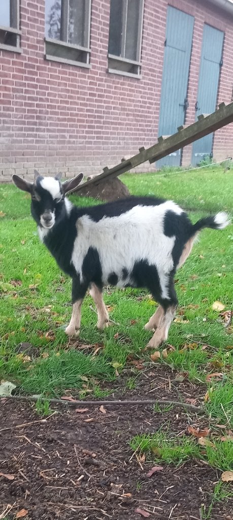 Geitenbok/dekbok, Mannelijk, Geit, 0 tot 2 jaar