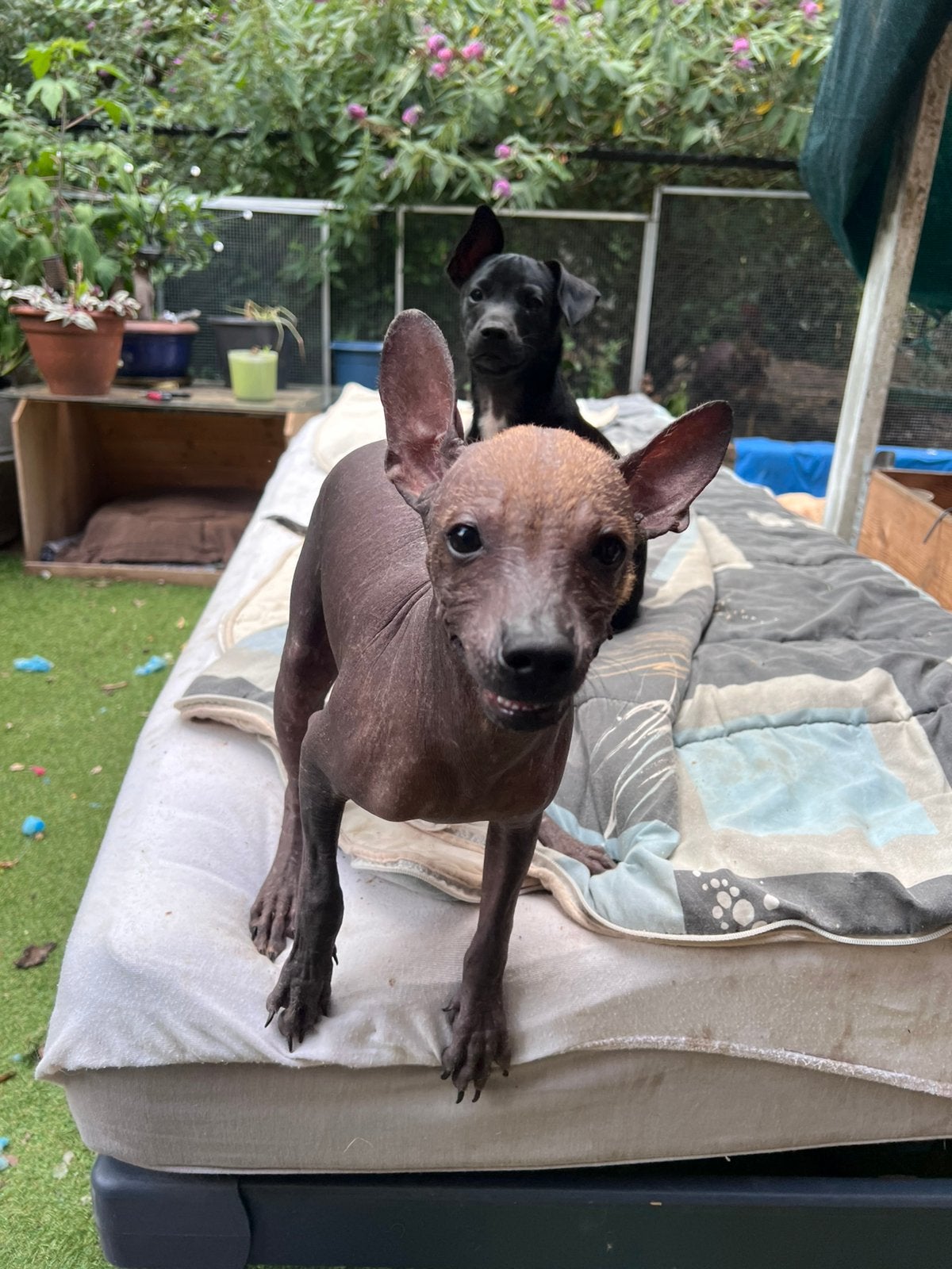 Xoloitzcuintle - Mexicaanse Naakthond - Medium size, Parvo, België, Particulier, 8 tot 15 weken