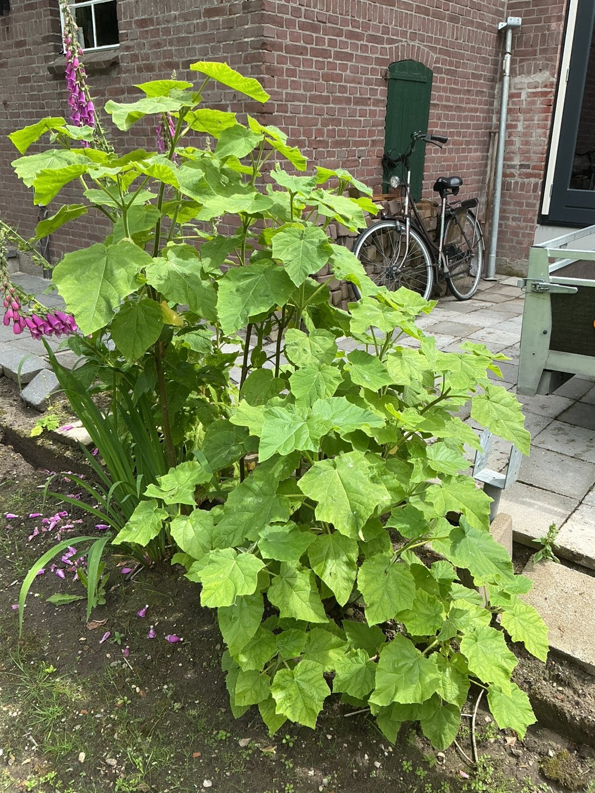 Paulownia Tomentosa, Ophalen, Volle zon, Overige soorten, 100 tot 250 cm