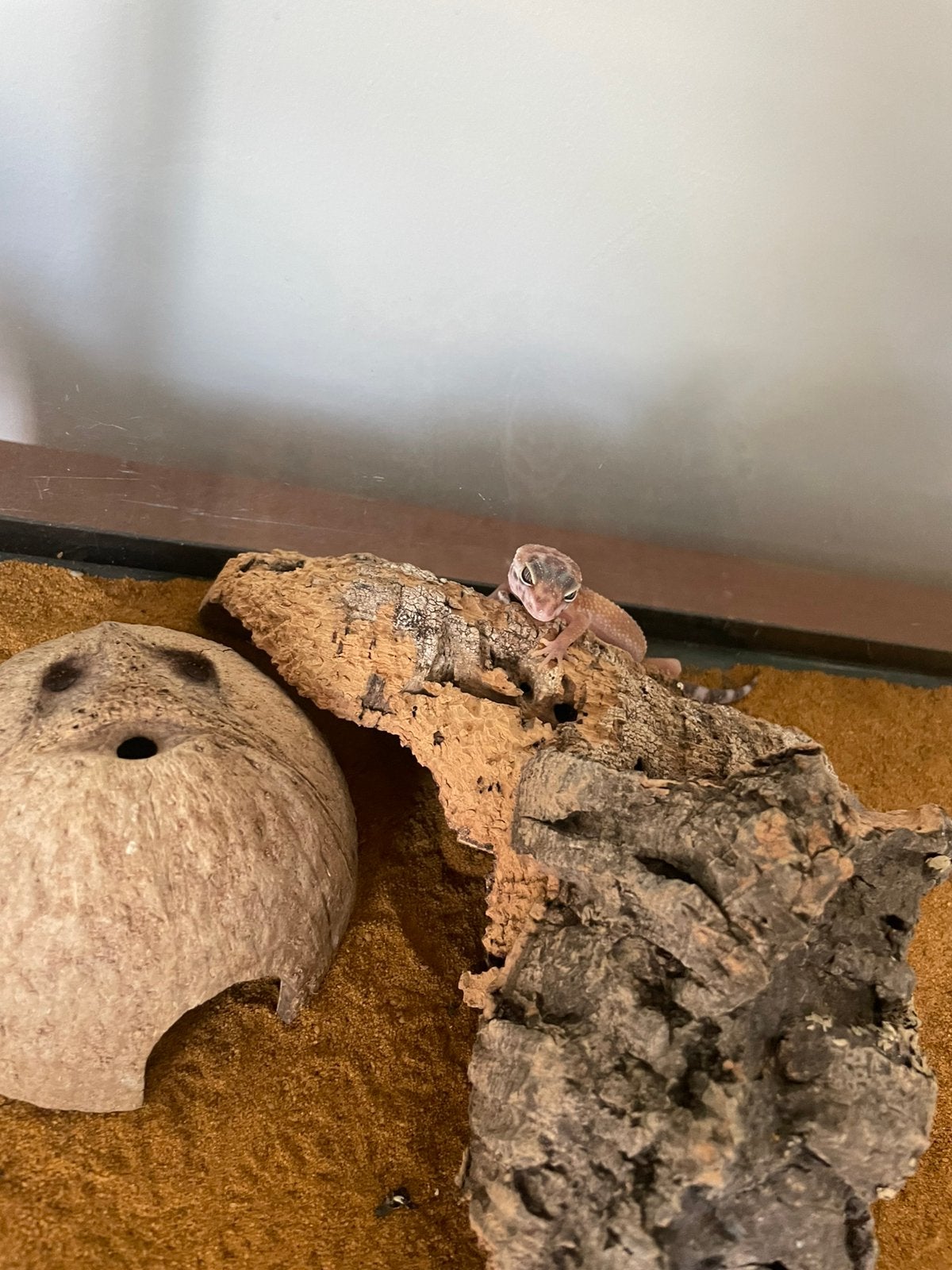 Jonge luiaapaard gekko’s, Hagedis, 0 tot 2 jaar