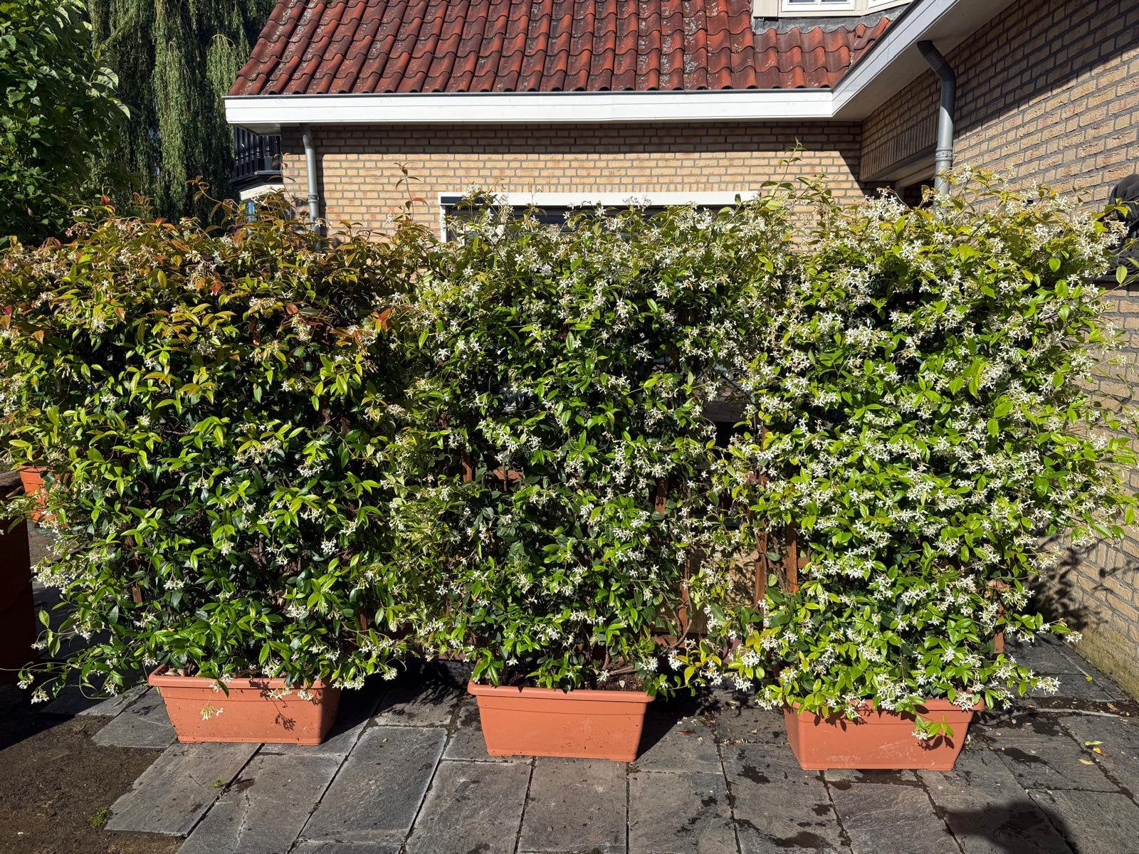 Toscaanse jasmijn leischerm wintergroen geurend, Ophalen, Overige soorten, Haag, 100 tot 250 cm