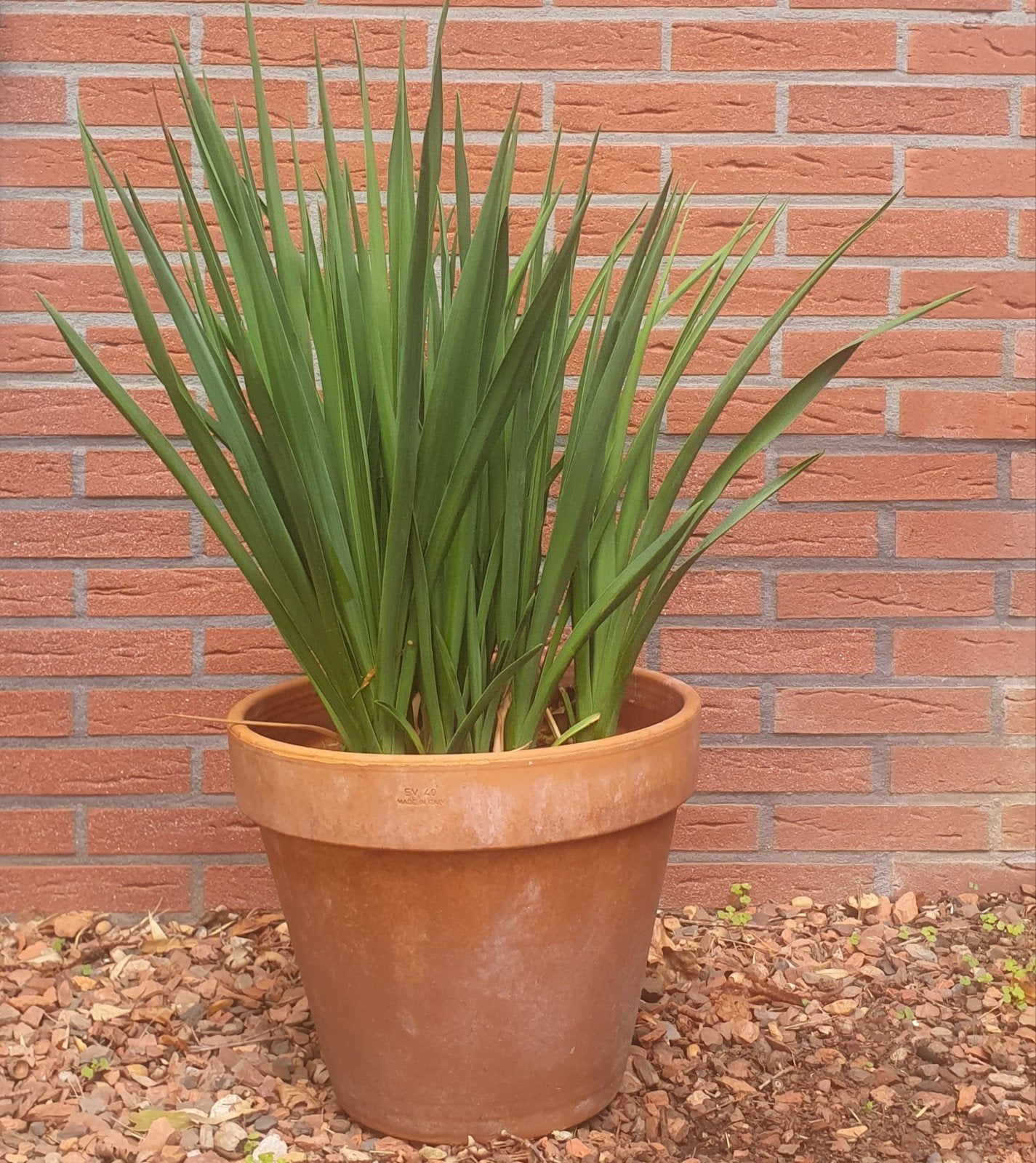 Yucca filomentosa in terracotta pot, Ophalen, Vaste plant, Overige soorten, Volle zon