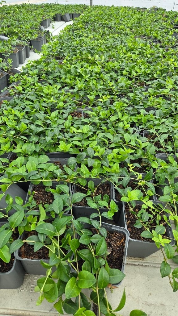 Vinca minor blauw - maagdenpalm - jaarrond groen, Ophalen of Verzenden, Vaste plant, Bodembedekkers, Volle zon