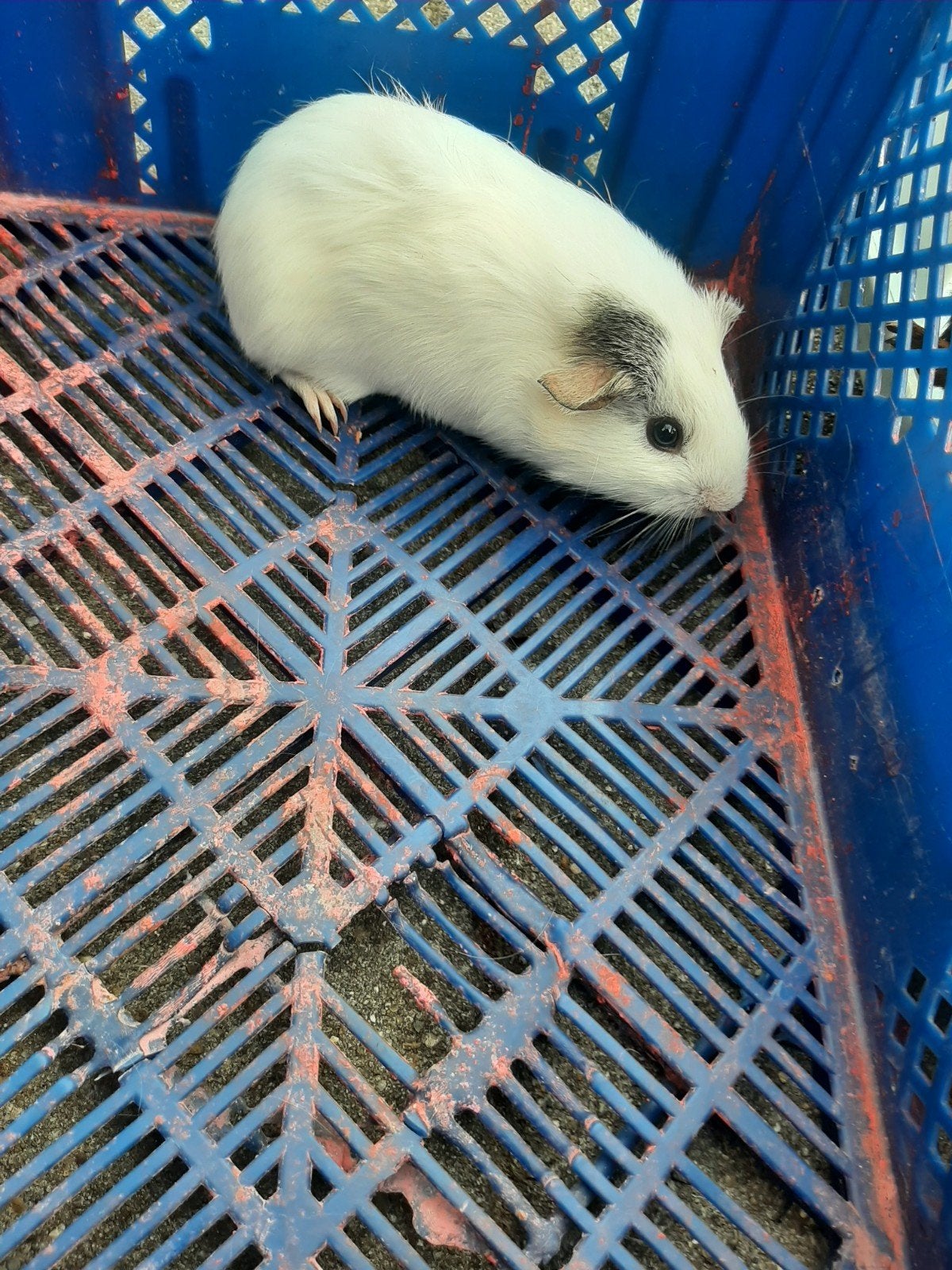 Haal het op samen met de zuigtablet voor 15 euro., Dieren en Toebehoren, Juni, Vrouwelijk