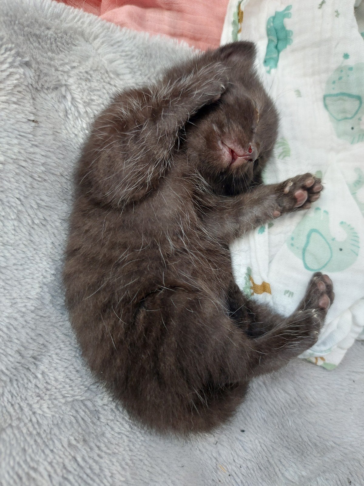 Mooie en lieve kittens x moeder britse korthaar Nog 2!!!, Dieren en Toebehoren, Katten en Kittens | Raskatten | Korthaar, Meerdere dieren