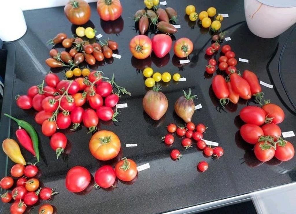 Zaad van diverse soorten tomaten tomatenzaad zaad tomaten, Ophalen of Verzenden