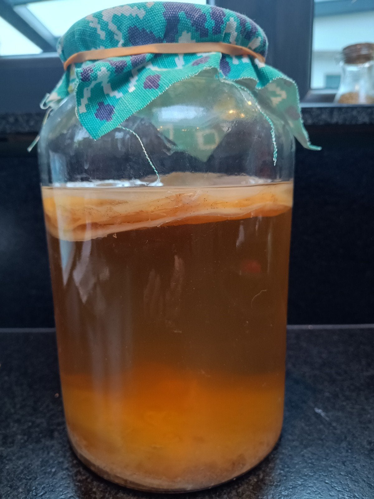 Scoby om kombucha mee te maken, Ophalen