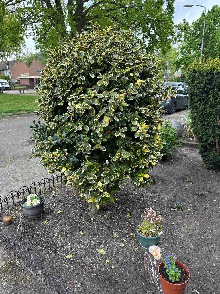 Japanse Hulst (Ilex crenata) - Compacte Bolvorm, Volle zon, Vaste plant, Bloeit niet, Ophalen