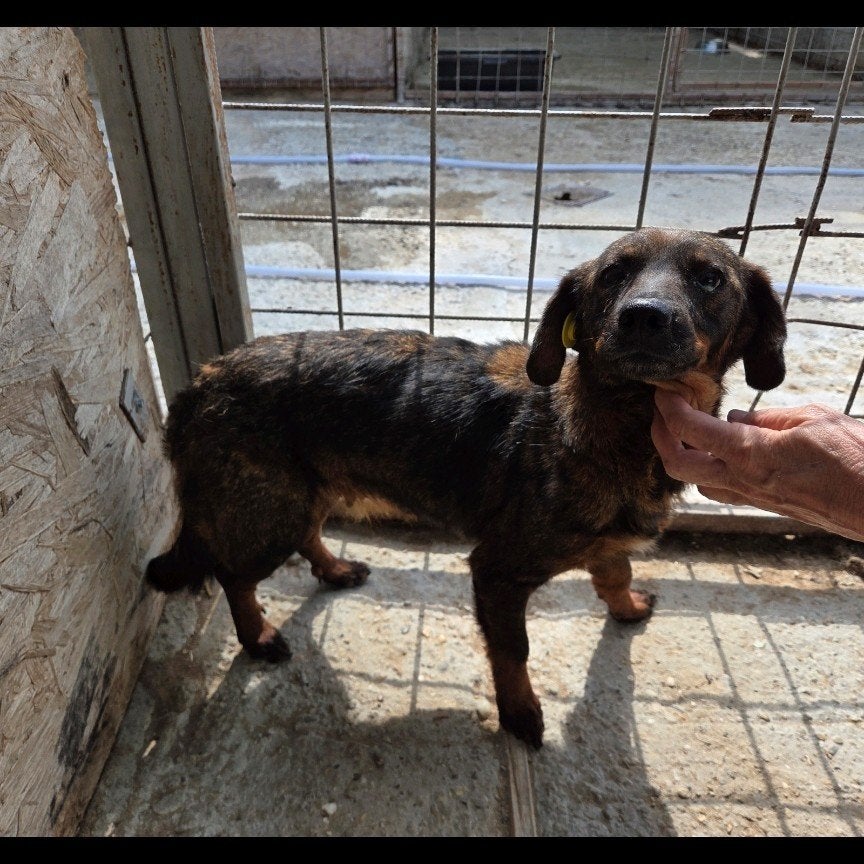 Lieve Twixie ter adoptie!, Dieren en Toebehoren, Particulier, Buitenland, Teef, Eén hond