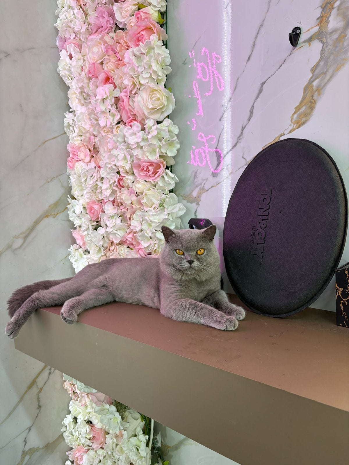 Britse kort haar katter kat brits shorthair blauw katten, Kater, Kortharig, 0 tot 2 jaar
